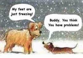 hond tarieven