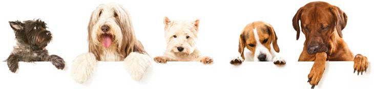 banner730175